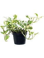 Эпипремнум Н-Джой H20 D12 см