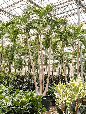 Вейтчия Мерилли (Адонидия) 4 ствола