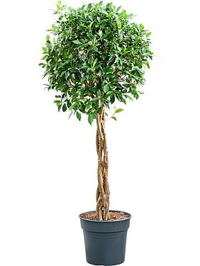 Фикус Микрокарпа Нитида переплетенный Фикус Микрокарпа Нитида переплетенный