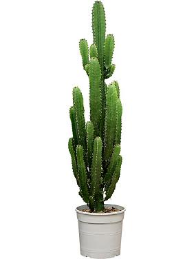 Молочай Абиссинский (Эуфорбия Акруренсис) Молочай Абиссинский (Эуфорбия Акруренсис)