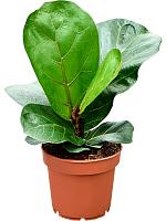 Фикус Лирата бамбино H25 D12 см