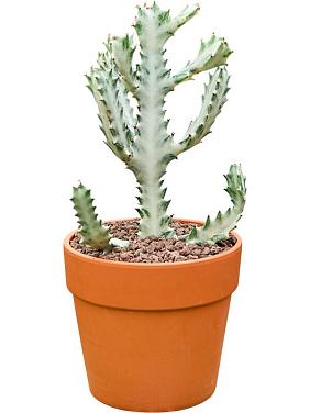 Молочай молочный (Эуфорбия Лактея) Молочай молочный (Эуфорбия Лактея)