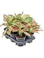 Аглаонема Ред Валентайн H30 D13 см