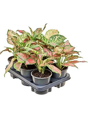 Аглаонема Ред Валентайн Аглаонема Ред Валентайн