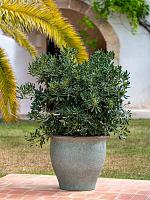 Кашпо Mediterranean poseidon l, rustic green D63 H58 см