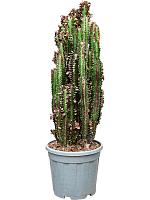 Молочай треугольный (Эуфорбия Тригона Рубра) H100 D30 см