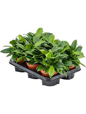 Филодендрон Грин Принцесс Филодендрон Грин Принцесс