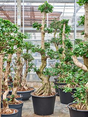 Фикус Микрокарпа Компакта бонсай Фикус Микрокарпа Компакта бонсай