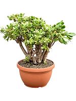 Крассула Овата Минор H50 D25 см