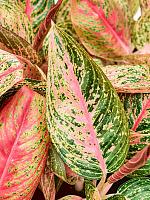 Аглаонема Найт Спаркл H30 D13 см