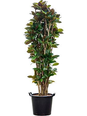 Кротон (Кодиеум) Миссис Айстон Кротон (Кодиеум) Миссис Айстон