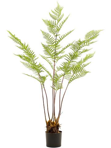 Папоротник Орляк обыкновенный искусственный