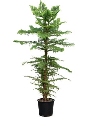 Араукария разнолистная Хетерофилла Араукария разнолистная Хетерофилла