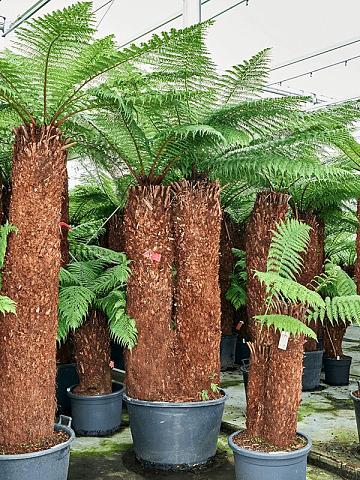 Диксония антарктическая Диксония антарктическая