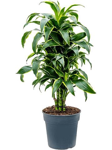 Драцена Фрагранс Дорадо разветвленная Драцена Фрагранс Дорадо разветвленная