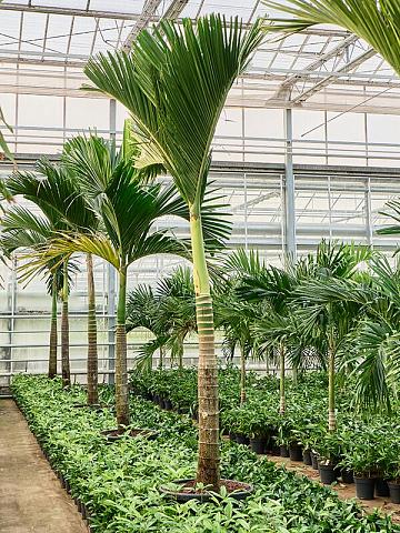 Бетелевая пальма (Арека Катеху)