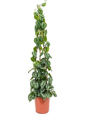 Сциндапсус Пиктус Треби Сциндапсус Пиктус Треби