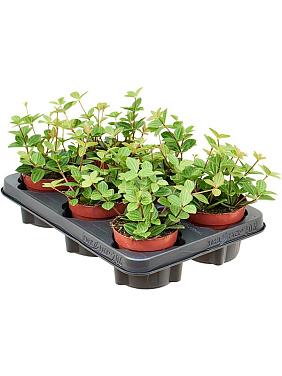 Пеперомия Ангулата Рокко Вивас Пеперомия Ангулата Рокко Вивас