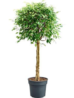 Фикус Бенджамина Экзотика Фикус Бенджамина Экзотика