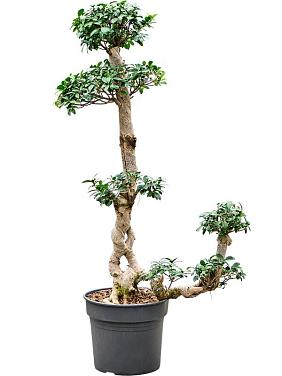 Фикус Микрокарпа Компакта бонсай