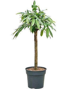 Фикус Бенедикта Амстел Кинг Фикус Бенедикта Амстел Кинг