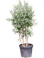 Фейхоа дерево многоствольное H190 D50 см