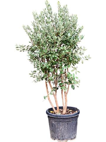 Фейхоа дерево многоствольное