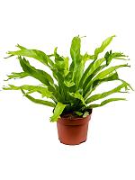 Асплениум Эми H30 D12 см