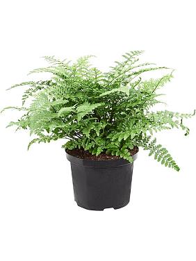 Асплениум Парвати Асплениум Парвати