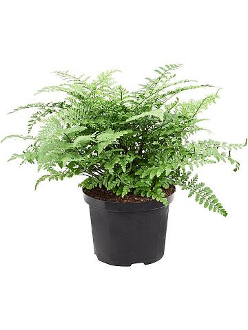 Асплениум Парвати Асплениум Парвати