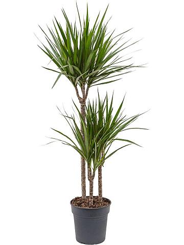 Драцена Маргината окаймленная 3 ствола Драцена Маргината окаймленная 3 ствола