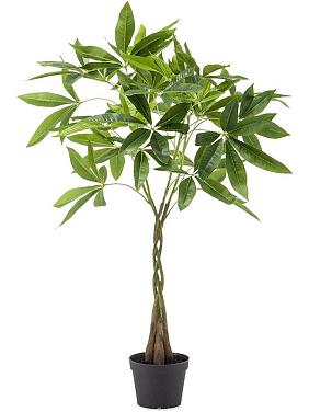 Пахира Акватика искусственная Пахира Акватика искусственная