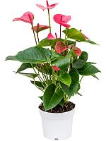 Антуриум Андрианум чемпион розовый H55 D17 см Антуриум Андрианум чемпион розовый H55 D17 см