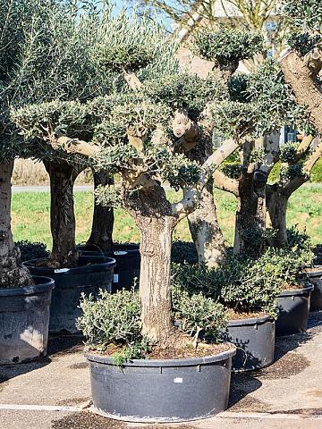 Оливковое дерево (Олива европейская)