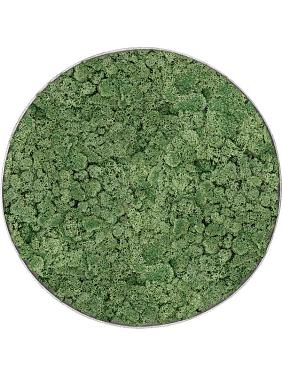 Картина из мха nova frame natural-concrete 100% reindeer moss (moss green) Картина из мха nova frame natural-concrete 100% reindeer moss (moss green)
