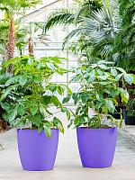 Кашпо Baq ecoline phoenix regular couple D52 H50 см