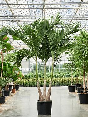 Вейтчия Мерилли (Адонидия) 3 ствола Вейтчия Мерилли (Адонидия) 3 ствола