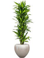 Драцена Фрагранс Чинто разветвленная H140 D30 см