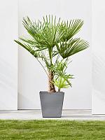 Кашпо Ecopots rotterdam wheels 50 grey L50 W50 H48 см