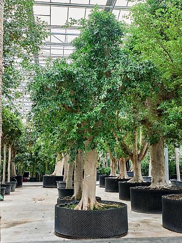 Фикус Микрокарпа Нитида Фикус Микрокарпа Нитида