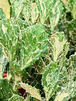 Опунция Ямайская Призрак H70 D30 см