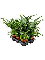 Аглаоморфа Джим H30 D12 см Аглаоморфа Джим H30 D12 см