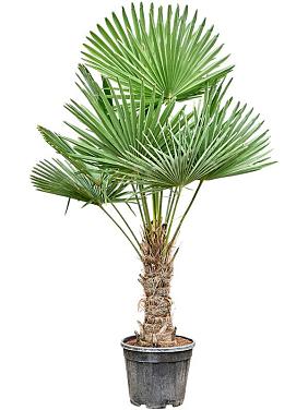 Трахикарпус Форчуна Трахикарпус Форчуна