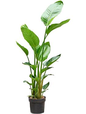 Стрелиция Николая