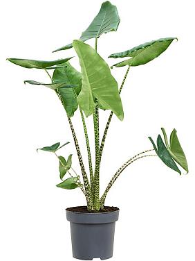 Алоказия Зебрина Алоказия Зебрина