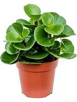Пеперомия Туполистная H20 D12 см