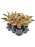 Аглаонема Сиам Ред H30 D13 см