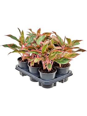 Аглаонема Сиам Ред Аглаонема Сиам Ред