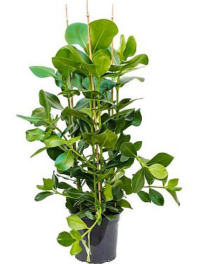 Клузия Росеа Клузия Росеа