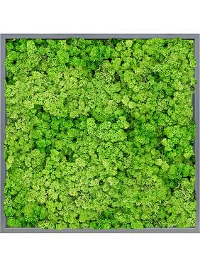 Картина из мха mdf ral 7016 satin gloss 100% reindeer (light grass green) Картина из мха mdf ral 7016 satin gloss 100% reindeer (light grass green)